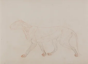 Vergleichende anatomische Darstellung der Struktur des menschlichen Körpers mit der eines Tigers und einer Kuh